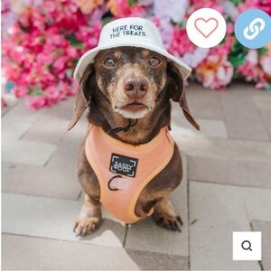 Sassy Woof bucket hat “here for the treats”